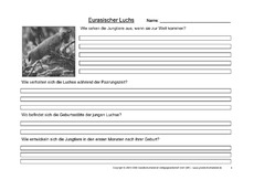 Luchs-Fragen-4.pdf